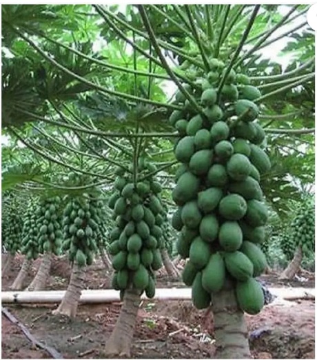 Papaya Plant